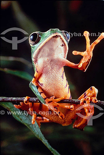  (Phyllomedusa tomopterna) Barred Leaf Frog  - Amazon Region - Brazil 