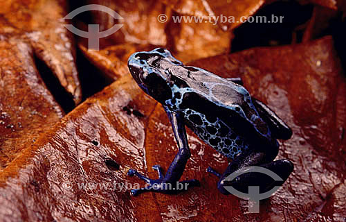  (Dendrobates tinctorius) Dyeing Poison Frog - Amazon Region - Brazil 