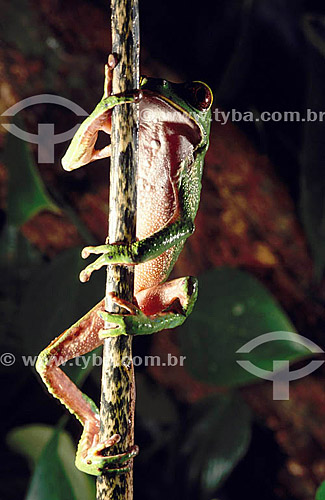  (Phylomedusa bicolor) Giant Monkey Frog - Amazon Region - Brazil 