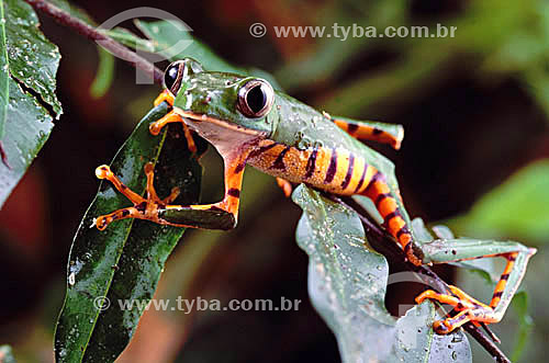  (Phyllomedusa tomopterna) Barred Leaf Frog  - Amazon Region - Brazil 