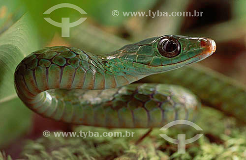  (Chironius sp) - Vine Snake - Amazon Region - Brazil 