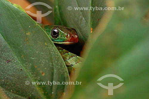  (Chironius sp) Vine Snake - Amazon Region - Brazil 