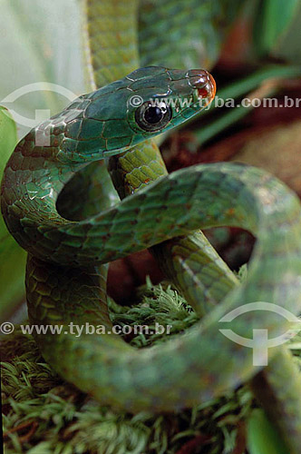  (Chironius sp) Vine Snake - Amazon Region - Brazil 