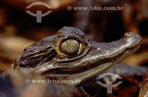  (Caiman crocodylus) Spectacled Caiman  - Amazon Region - Brazil 