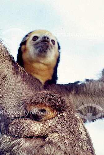  (Bradypus tridactylus) - Three-Toed Sloth - Amazon Region - Brazil 