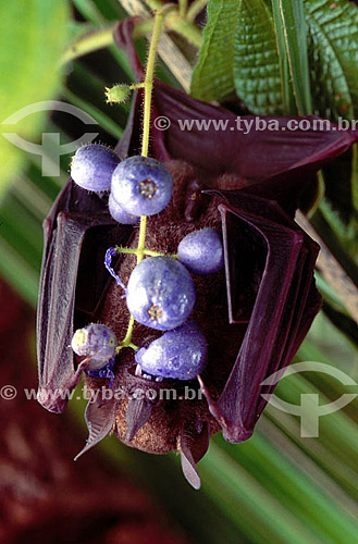  (Carollia brevicauda) - bat - Amazon Region - Brazil 