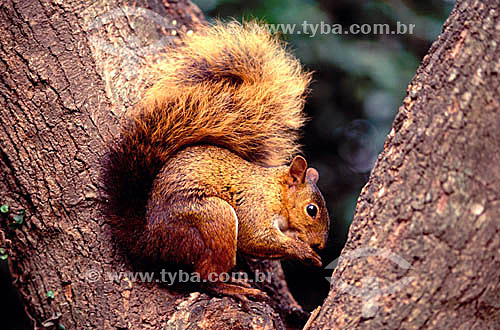  (Sciurus spadiceus) Red Squirrel - Amazon Region - Brazil 