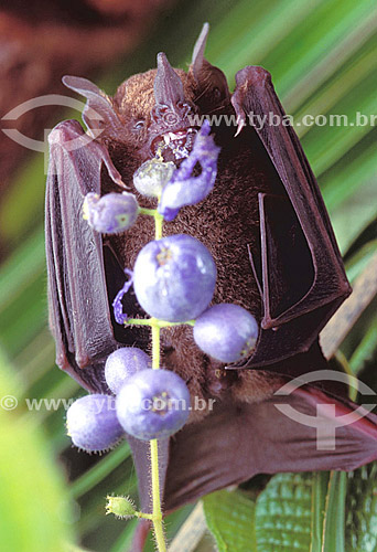  (Carollia sp.) Short-tailed Fruit Bat - Amazonian - Brazil 