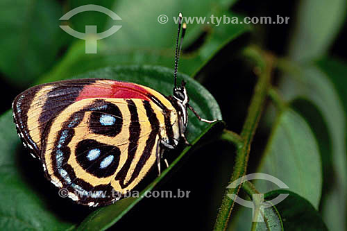  Animals - Insects - (Paulograma peristera) - butterfly - Amazon Region - Brazil 