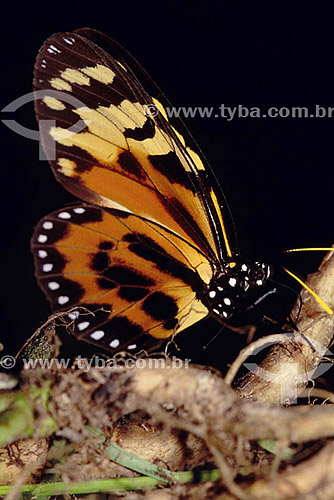  Animals - Insects - (Lycorea pasinuntia) - butterfly - Amazon Region - Brazil 