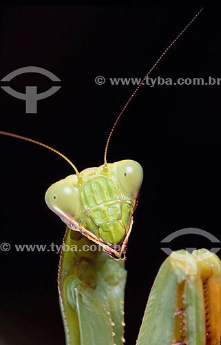  Animals - Insects - (Mantis religiosa) Praying Mantis - Head detail - Amazon Region - Brazil 