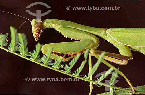  Animals - Insects - (Mantis religiosa) Praying Mantis - Amazon Region - Brazil 