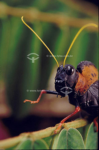  Animals - Insects - Grasshopper (family: Acrididae) - Head and antenna detail  - Amazon Region - Brazil 