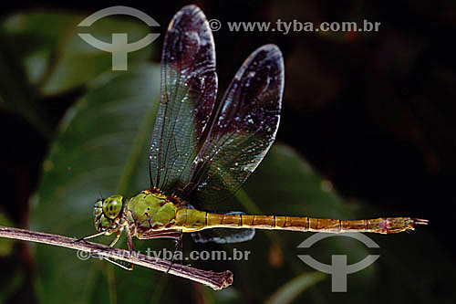  Animals - Insects - Dragonfly - Amazon Region - Brazil 