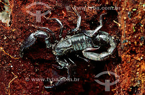  Scorpion - Amazon Region - Brazil 