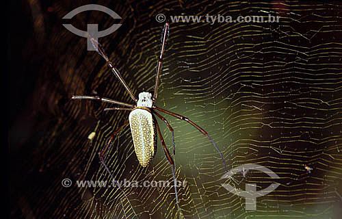  Spider over web - Amazon Region - Brazil 