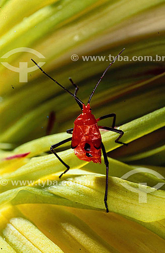 (Coreidae) - red bug over green leafs - Amazon Region - Brazil 