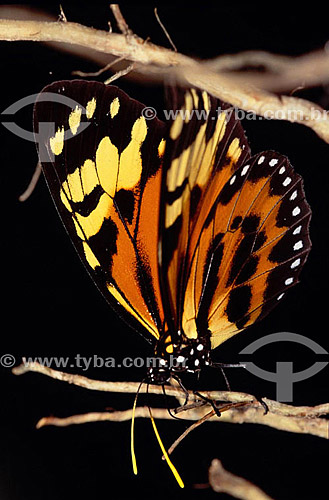  (Lycorea pasinuntia) - butterfly over brench - Amazon Region - Brazil 