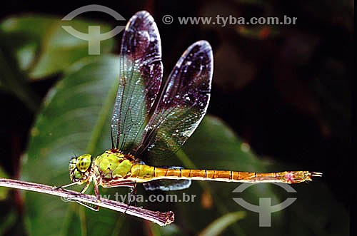  Dragonfly - Amazon Region - Brazil 