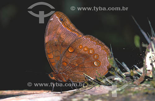  (Catoblepia berecynthia) - butterfly in the Amazon Rainforest - Acre state - Brazil 