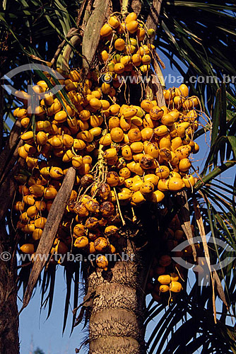  (Bactris gasipae) Palm Heart - Amazon Region - Brazil 