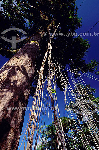  Aerial roots of the Imbe liana (Anepiphyte) - Amazon Region - Brazil 