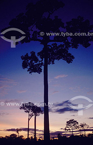  Chestnut Tree - Amazon Region - Brazil 