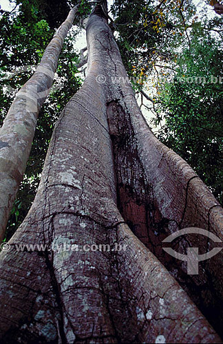  (Ficus sp) Fig tree - Amazon Region - Brazil 