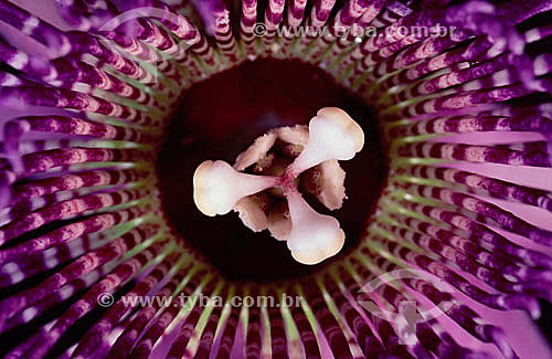 (Passiflora sp) Passion Flower - Close-up  - Amazon Region - Brazil 