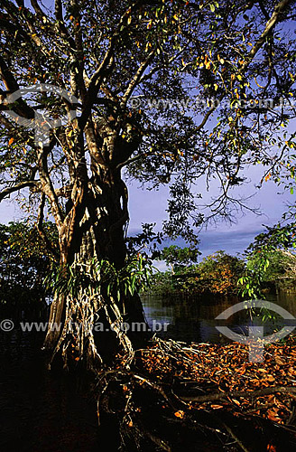  Tree on the banks of the Rio Negro (Black River) - Iranduba - Amazonas state - Brazil 