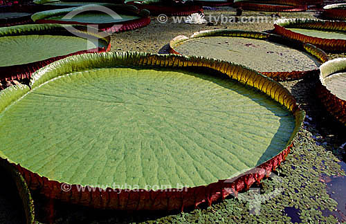  Subject: Victoria regia (Victoria amazonica) - also known as Amazon Water Lily or Giant Water Lily / Place: Amazon Region - Brazil 