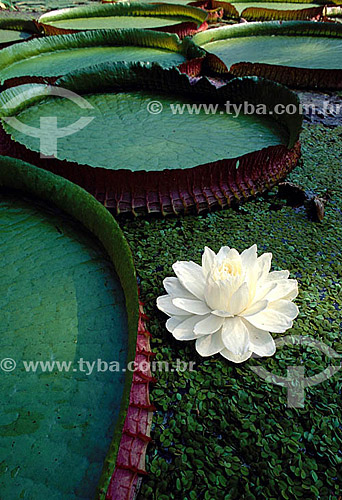  Subject: Flower of the Victoria regia (Victoria amazonica) - also known as Amazon Water Lily or Giant Water Lily / Place: Amazon Region - Brazil 