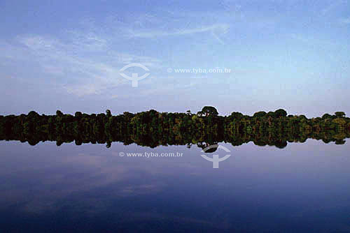  Anavilhanas Islands - Amazon Region - Amazonas state - Brazil 