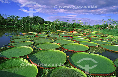  Subject: Victoria regia (Victoria amazonica) - also known as Amazon Water Lily or Giant Water Lily - in Parque Ecologico do Lago do January (January Lake Ecological Park) - Manaus - Amazonas state - Brazil 