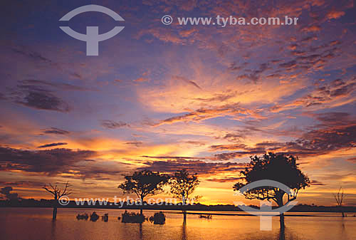  Anavilhanas Ecological Reserve - Igapo flooded forest - Amazon Region - Amazonas state - Brazil 