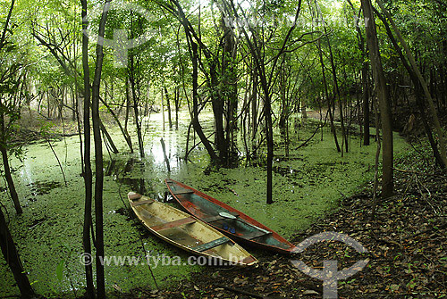  Aquatic plant at Rio Negro river - Amazonas state - Brazil 