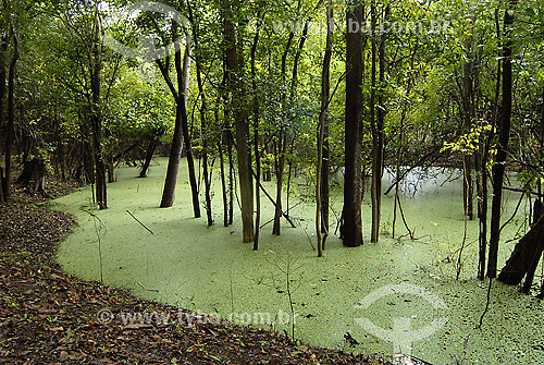  Aquatic plant at Rio Negro river - Amazonas state - Brazil 