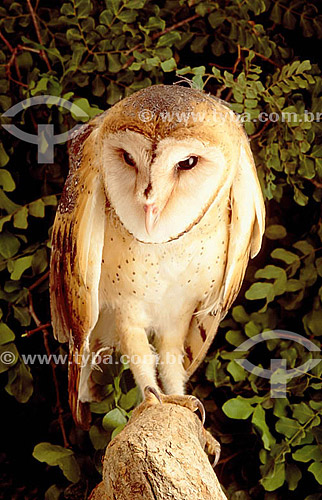  (Tyto alba) Barn Owl - Ecosytem of Caatinga - Brazil 