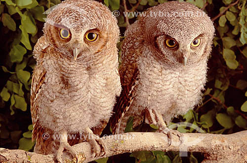  (Otus choliba) Tropical screech-owl (youngs) - Caatinga  Ecosystem - Brazil 