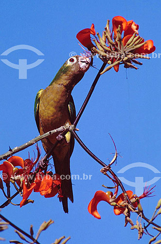  (Aratinga cactorum) Cactus Parakeet or Caatinga Parakeet - Caatinga Ecosystem - Brazil 