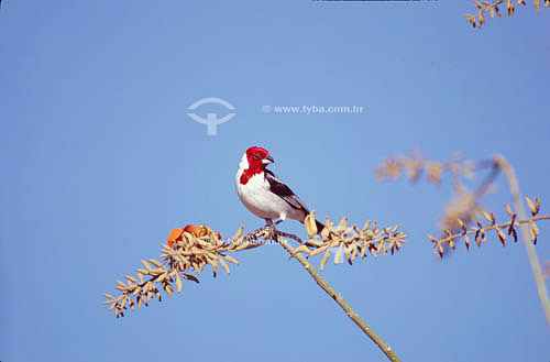  (Paroaria dominicana) Red-cowled Cardinal - Ecosystem of Caatinga - Brazil 