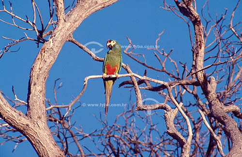  (Aratinga cactorum) Cactus Parakeet - Ecosystem of Caatinga - Brazil 