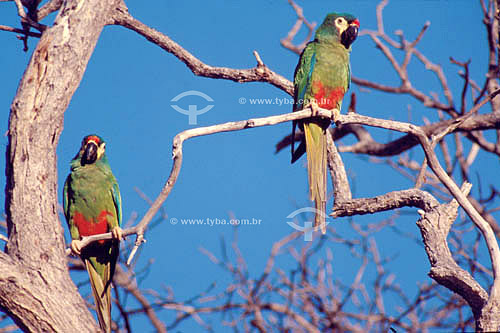  (Aratinga cactorum) Two Cactus Parakeets - Ecosystem of Caatinga  - Brazil 
