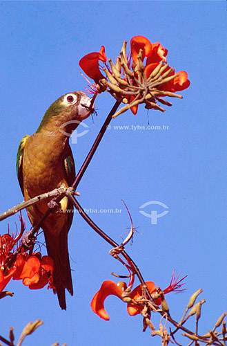  (Aratinga cactorum) Cactus Parakeet  next red flowers- Ecosystem of Caatinga  - Brazil 