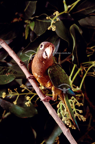  (Aratinga cactorum) Cactus Parakeet - Ecosystem of Caatinga  - Brazil 