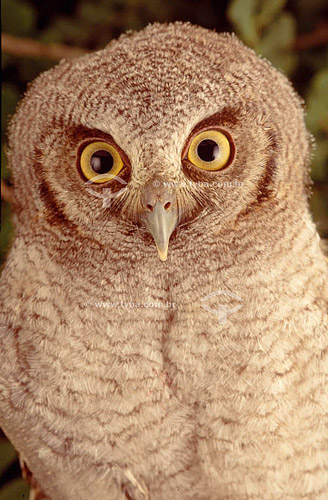  (Otus choliba) Tropical screech-owl (youngs) - young - Ecosytem of Caatinga - Brazil 