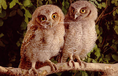  (Otus choliba) Tropical screech-owl (youngs) - Ecosytem of Caatinga - Brazil 