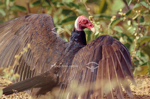  (Cathartes aura) Turkey Vulture - Ecosystem of Caatinga - Brazil 