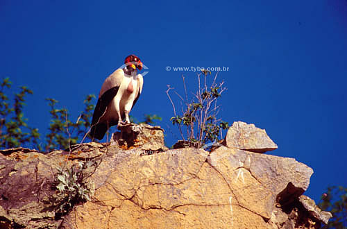  (Sarcoramphus papa) King Volture over rock- Ecosystem of Caatinga - Brazil 