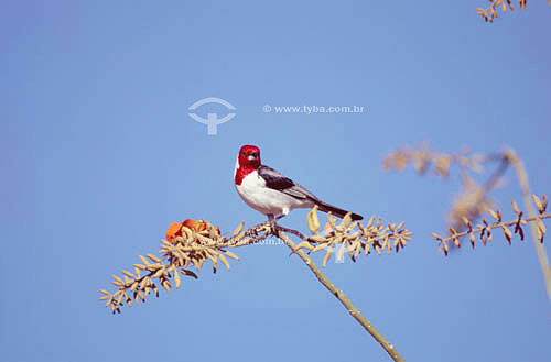  (Paroaria dominicana) Pope Cardinal, or Red-Cowled Cardinal - Ecosystem of Caatinga - Brazil 